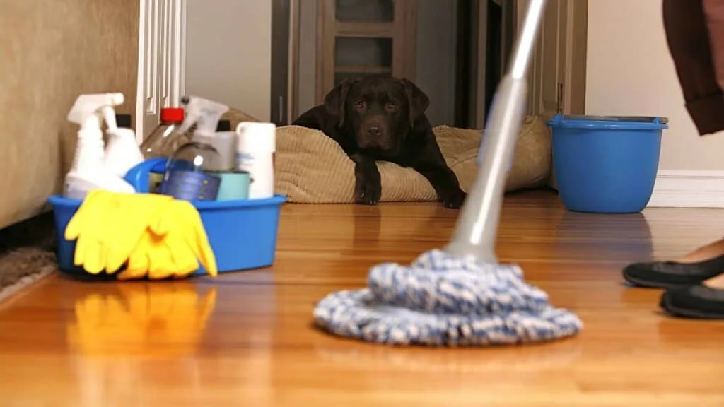How Do Home Cleaning Services Handle Pet-Related Cleaning Issues?