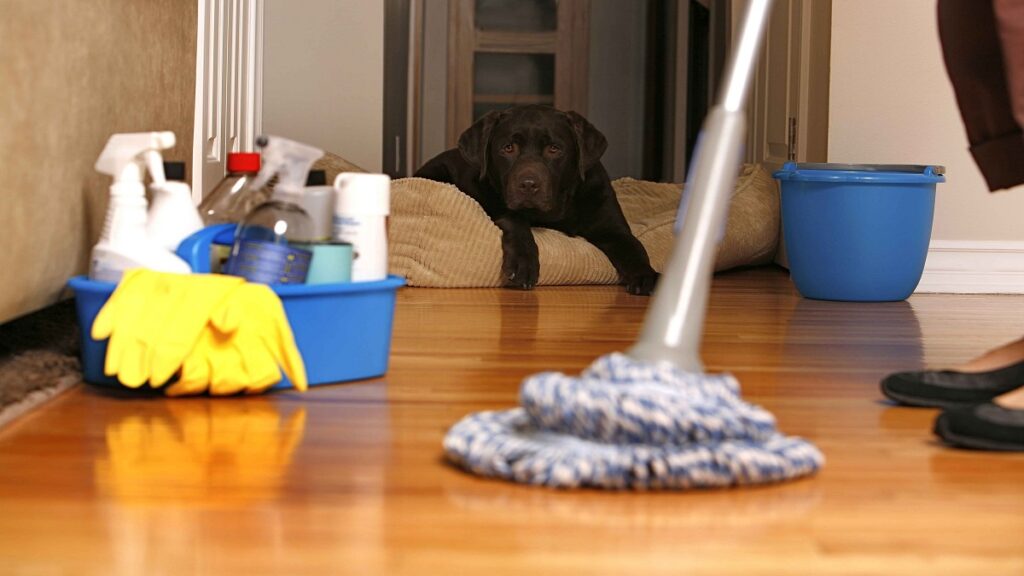 How Do Home Cleaning Services Handle Pet-Related Cleaning Issues